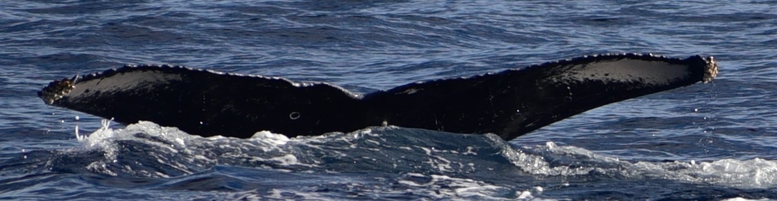 Fluke of HW-MN0522008