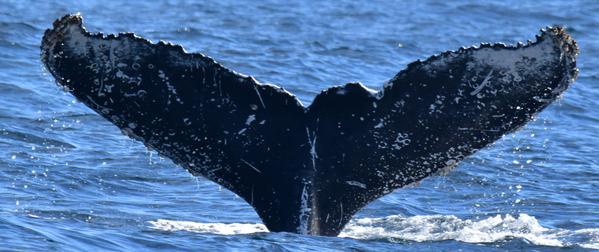 Fluke of CRC-23104