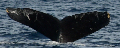 Fluke of SEAK-5382