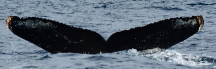 Fluke of CRC-18768