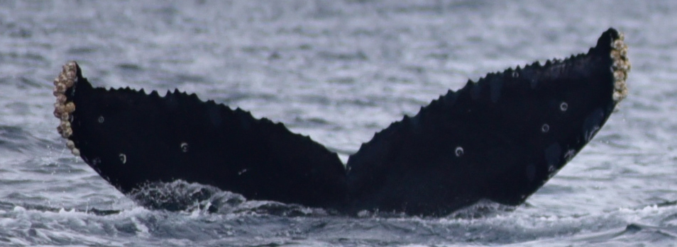 Fluke of HW-MN0522032