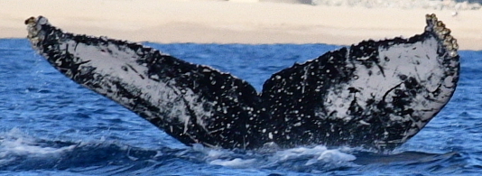 Fluke of HW-MN0522035