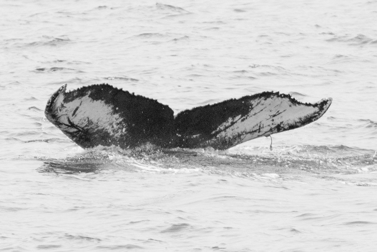 Fluke of CRC-16826