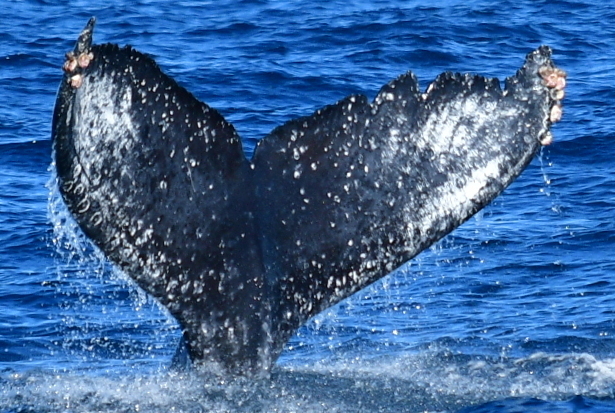 Fluke of HW-MN0522081