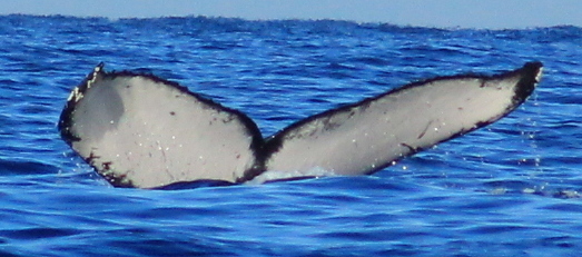 Fluke of HW-MN0522082