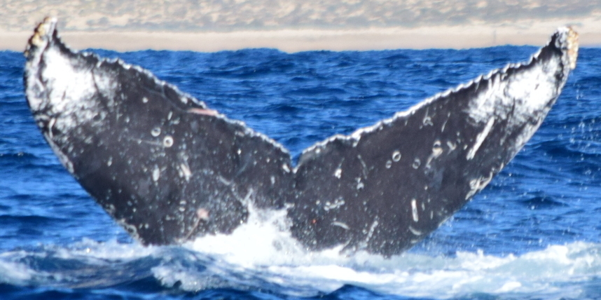 Fluke of CRC-20843