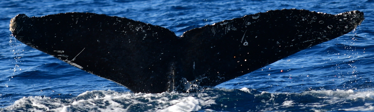 Fluke of HW-MN0522084