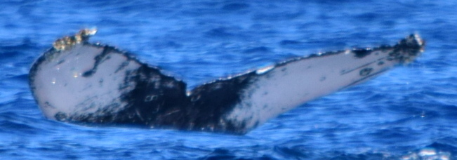 Fluke of HW-MN0522085