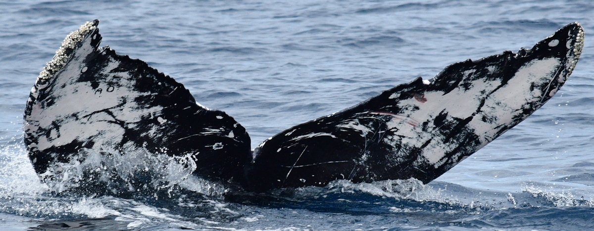Fluke of CRC-21317