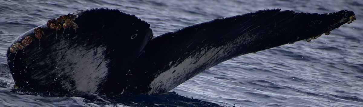 Fluke of HW-MN0522095