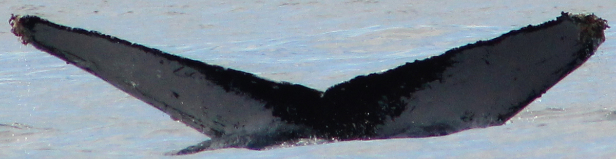 Fluke of HW-MN0522103