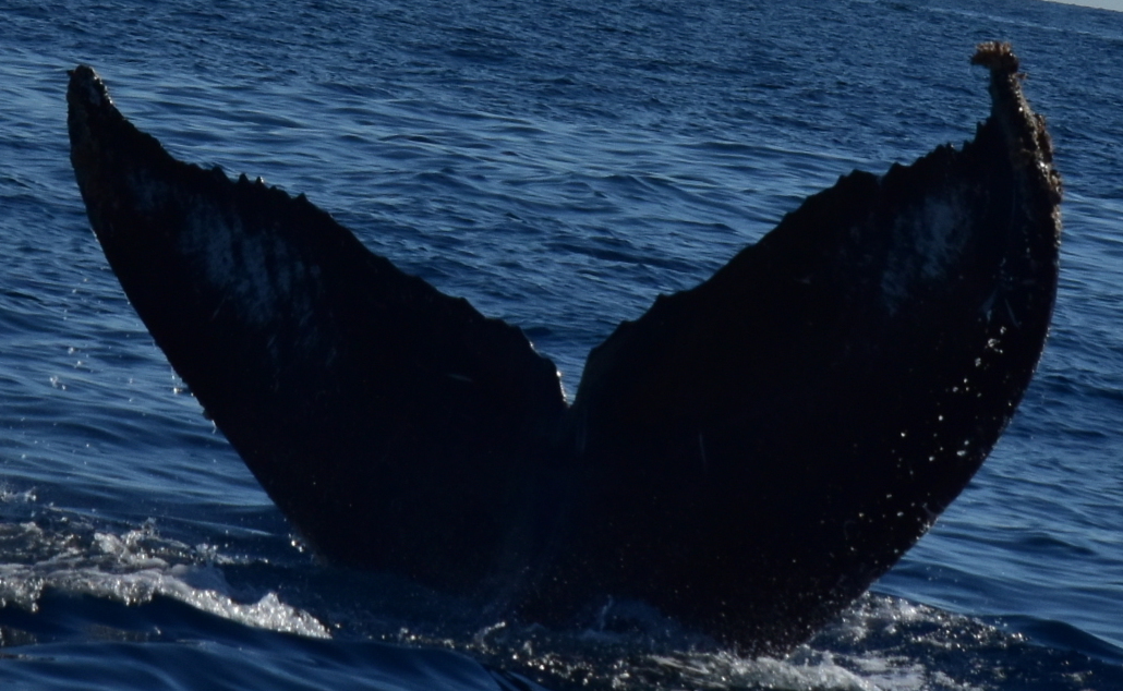 Fluke of CRC-20126