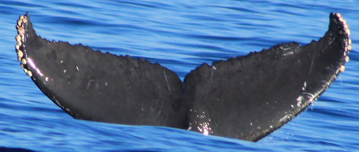 Fluke of HW-MN0522108