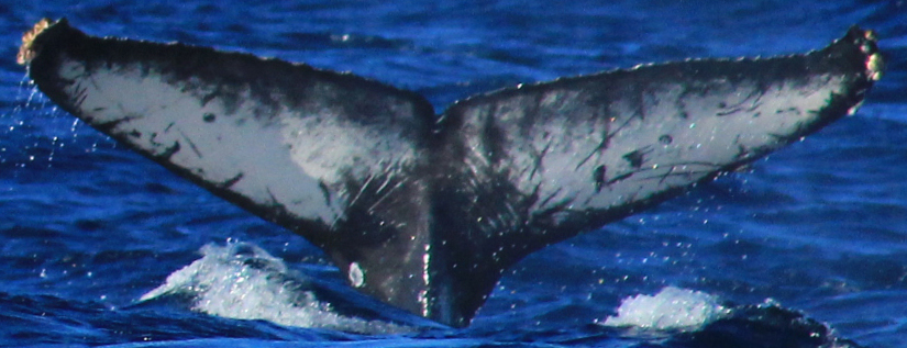 Fluke of CRC-21318
