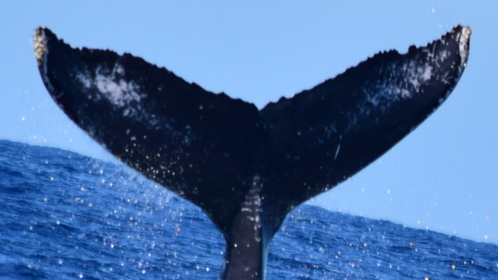 Fluke of HW-MN0522119