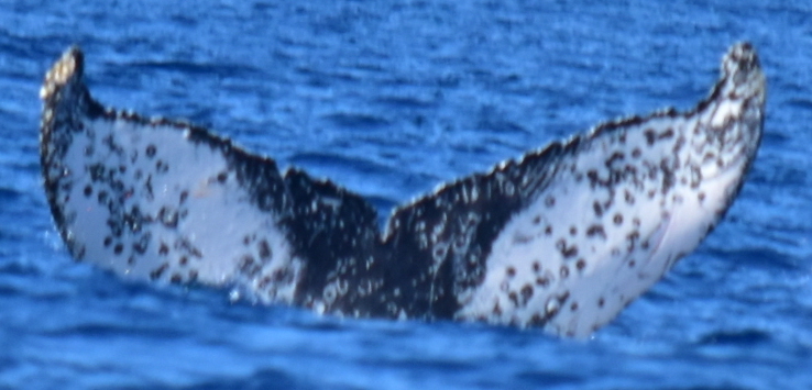 Fluke of FIBB-2BB377