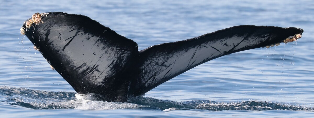 Fluke of CRC-20125