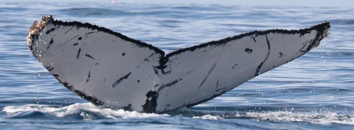 Fluke of CRC-21091