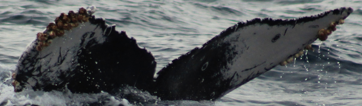 Fluke of CRC-22223