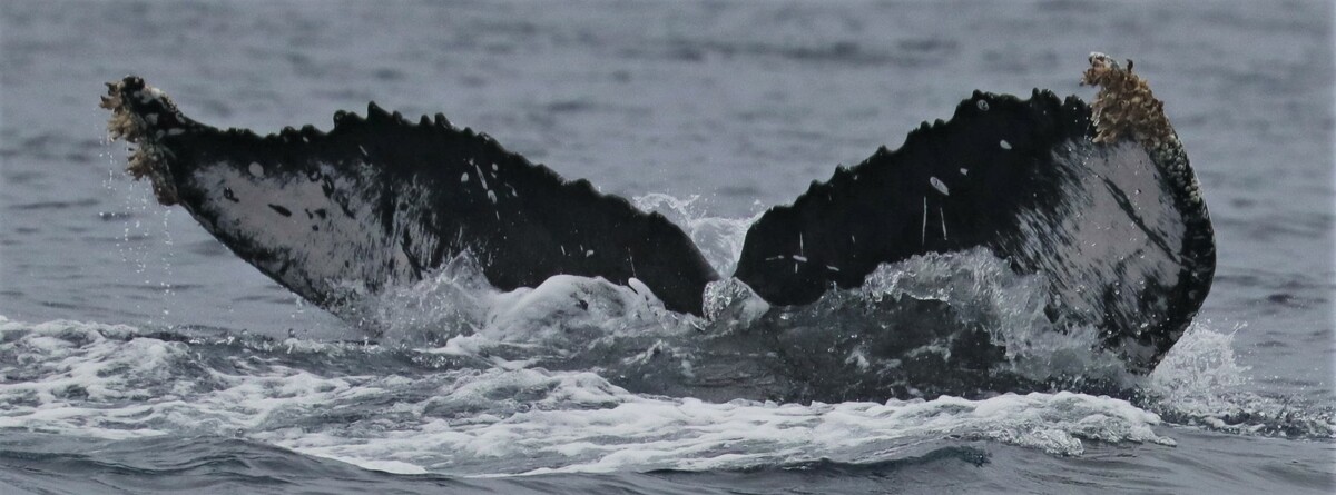 Fluke of CRC-18739