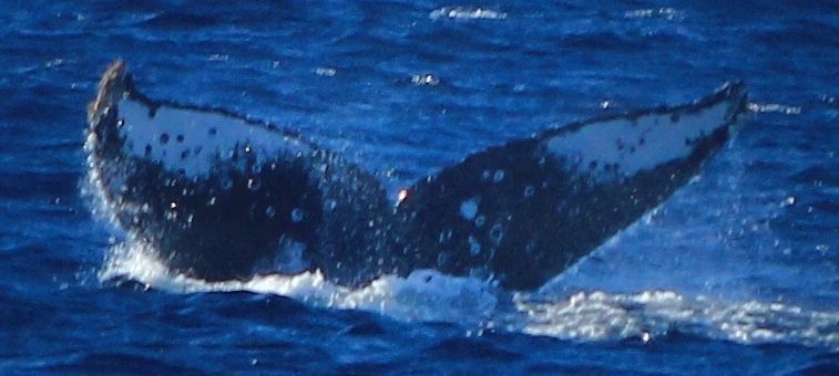 Fluke of HW-MN0522165