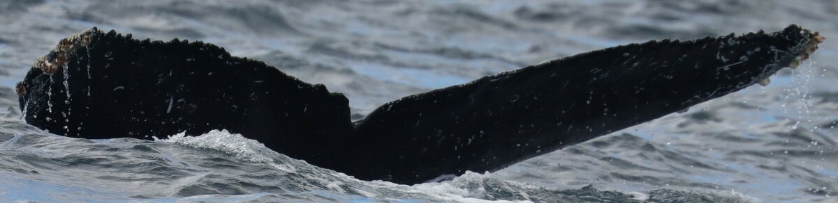 Fluke of CRC-22426