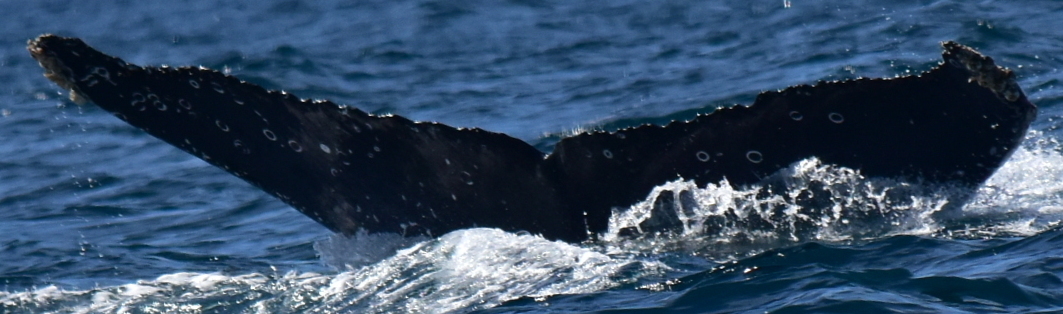 Fluke of HW-MN0522180