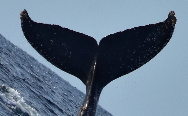 Fluke of CRC-23102