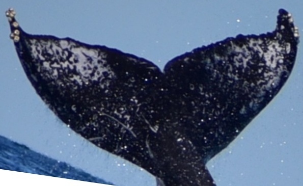 Fluke of Nini Hapu (Cabo San Lucas)
