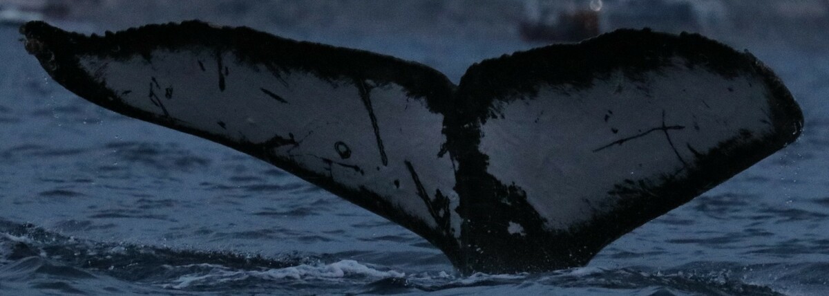 Fluke of CRC-22892