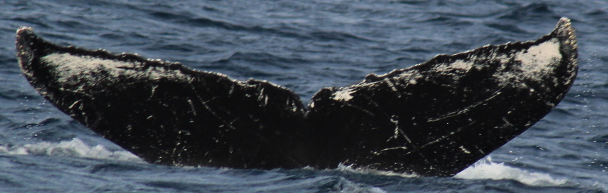 Fluke of CRC-11531