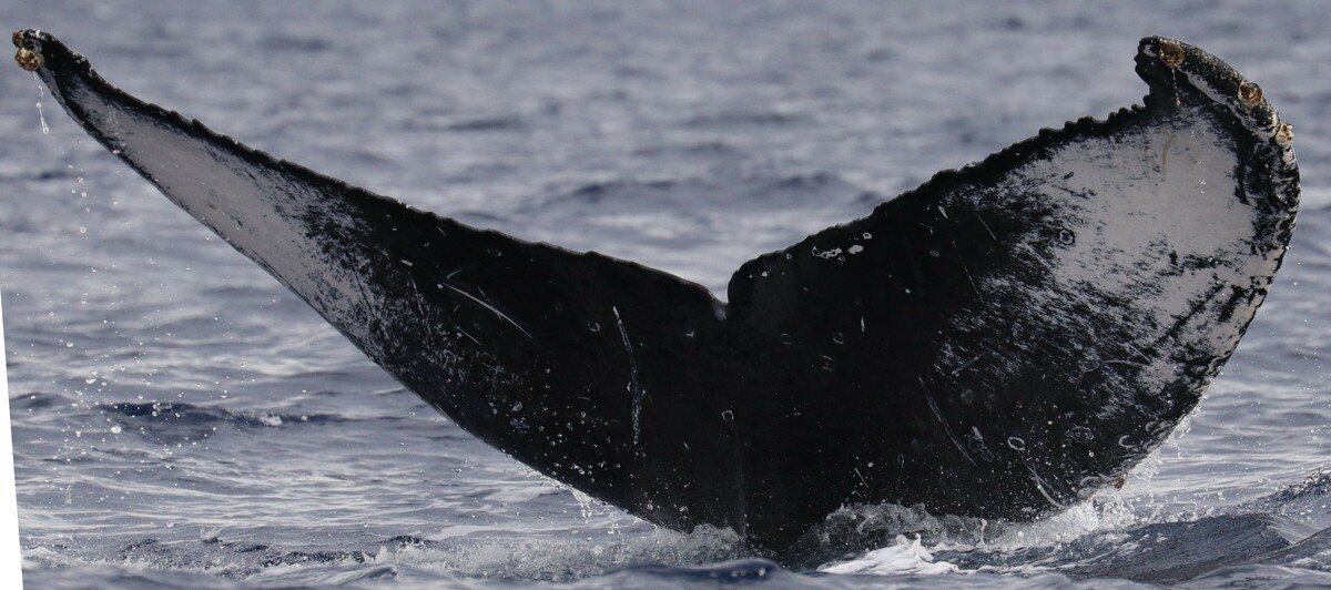 Fluke of HW-MN0522195