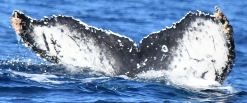 Fluke of CRC-20529