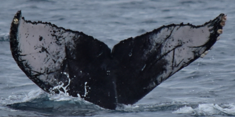 Fluke of CRC-18874