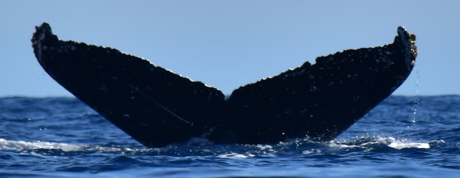 Fluke of HW-MN0522244