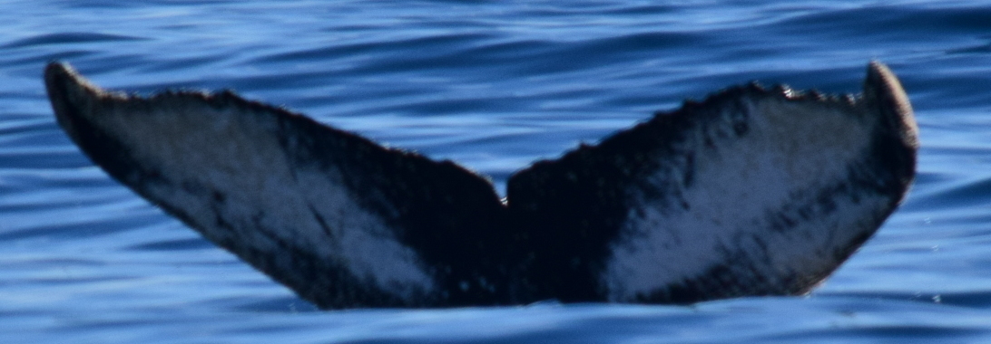 Fluke of CRC-21320