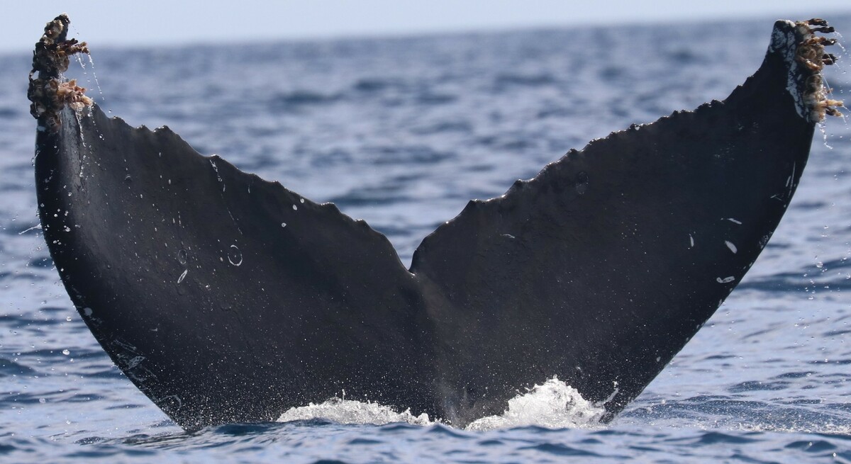 Fluke of CRC-22224