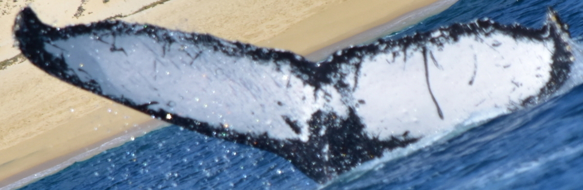 Fluke of HW-MN0522268