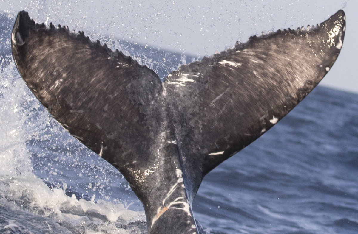 Fluke of CRC-21322