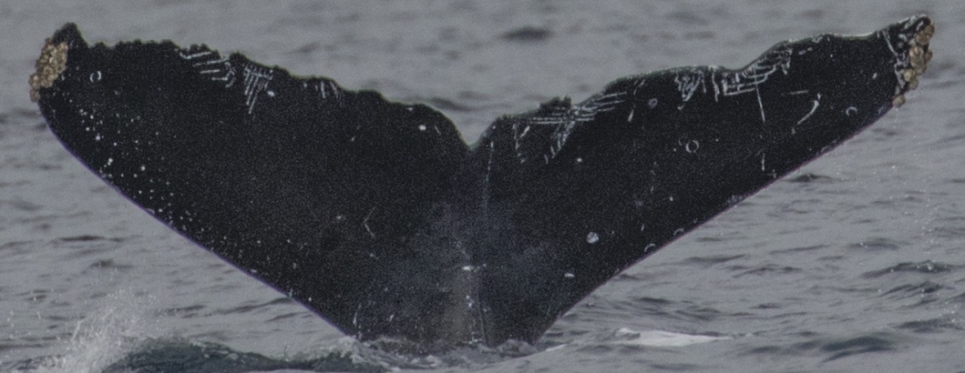 Fluke of HW-MN0522298