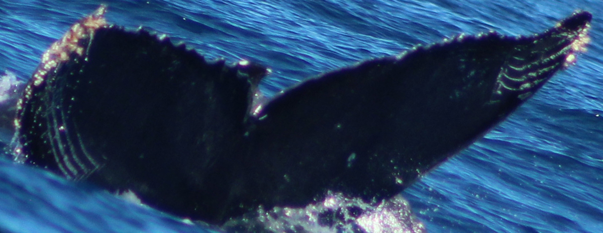 Fluke of HW-MN0522302