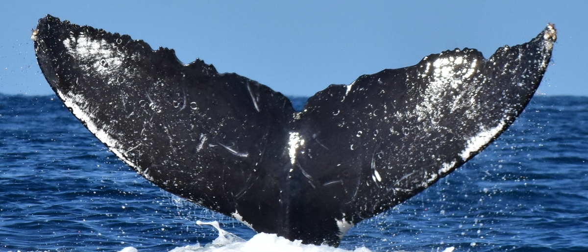 Fluke of CRC-18824