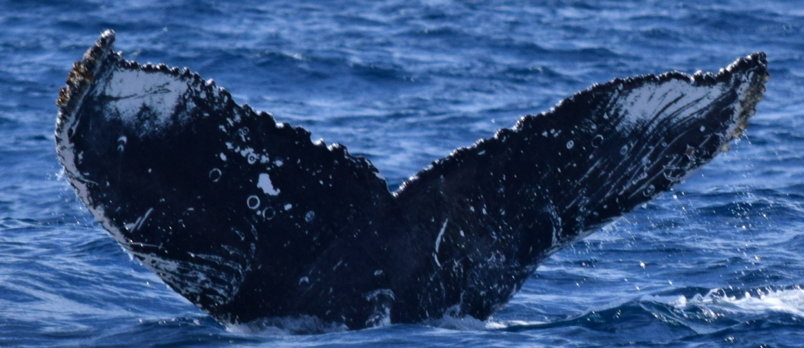 Fluke of HW-MN0522343