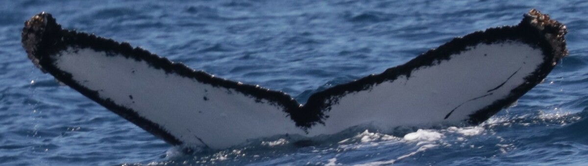 Fluke of HW-MN0522351