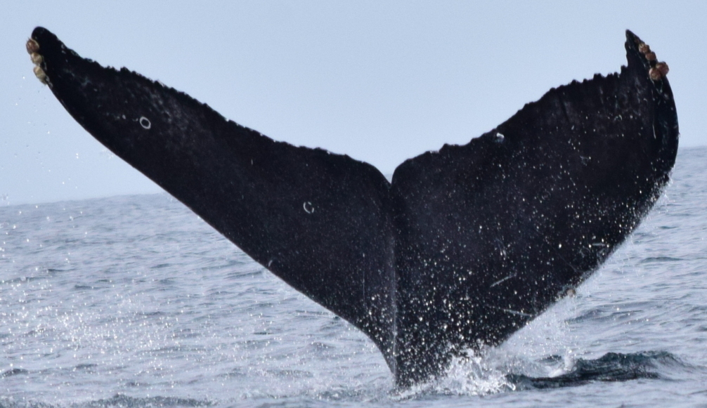 Fluke of CRC-18873
