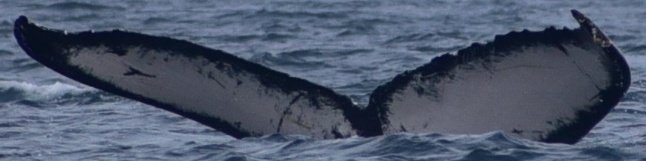 Fluke of HW-MN0522365