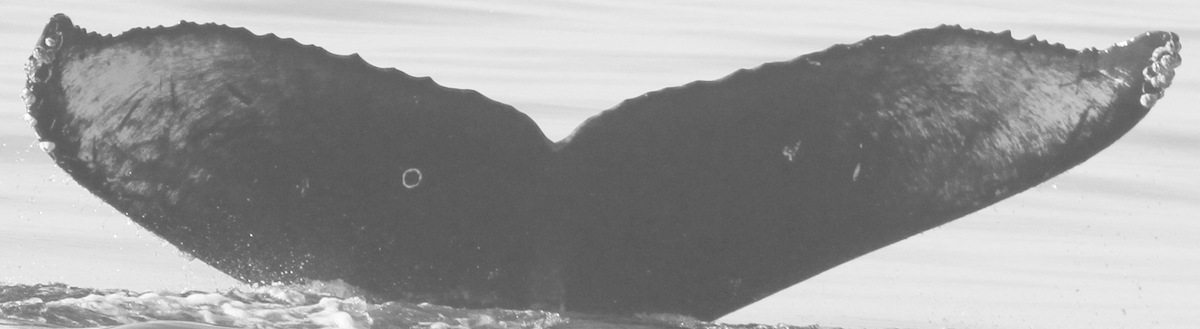 Fluke of Bravissimo (Guerrero)
