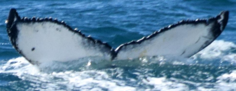 Fluke of HW-MN0102176