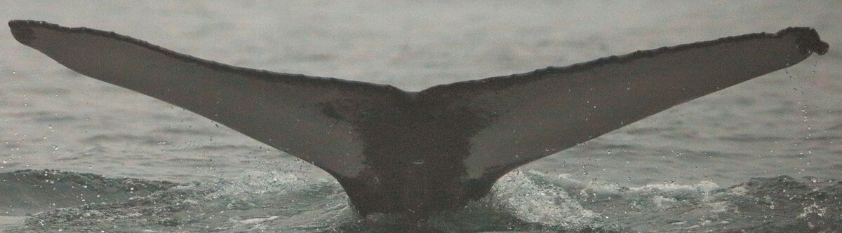 Fluke of Spoon Guy (Husavik)