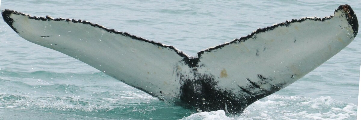 Fluke of Tommy (Husavik)